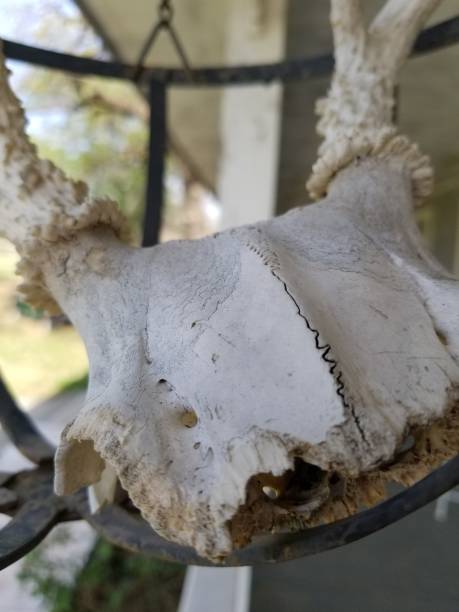 istock deer skull in iron basket, abstract 1132154618