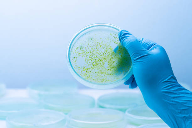 istock Colony of blue green algae in culture medium plate, Microbiology. 1132154689