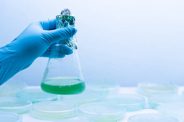 istock Colony of blue green algae in culture medium plate, Microbiology. 1132154690