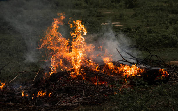 istock fire destroys everything Leaving only scorched tree and ashe. 1132154755