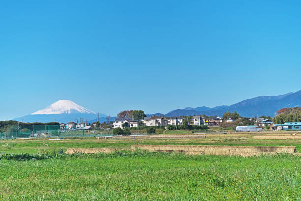 istock Fuji seen from autumn paddy field 1132154904
