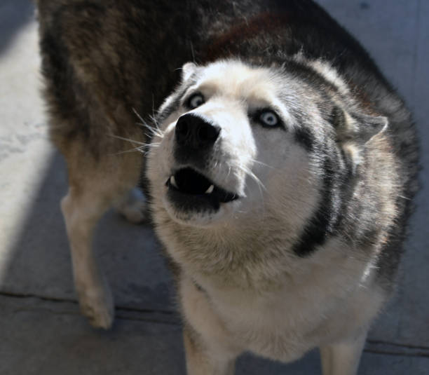 istock alaskan husky howling  with opinions 1132159480