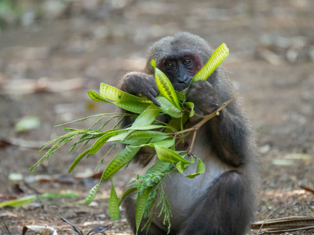 istock Stump-tailed macaque (Macaca arctoides), Kaeng Krachan National Park, Thailand. 1132159488