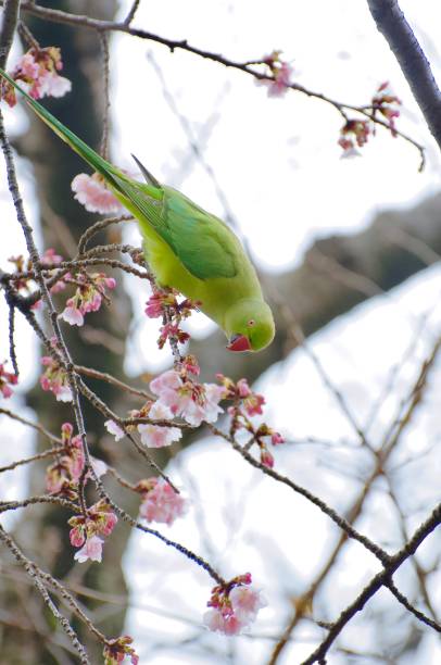 istock Feral Parakeets Eating Cherry Blossoms 1132160742
