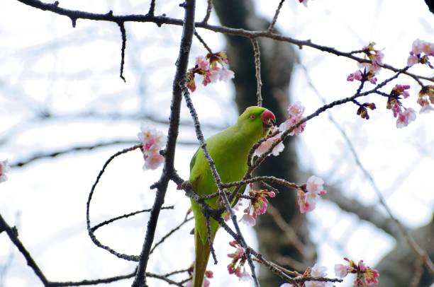 istock Feral Parakeets Eating Cherry Blossoms 1132160825