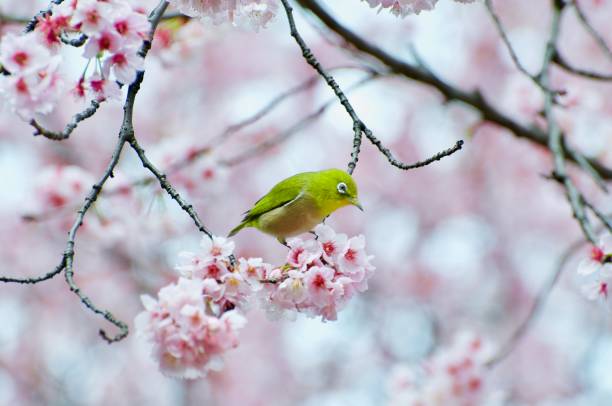 White-Eye Eating Sakura stock photo