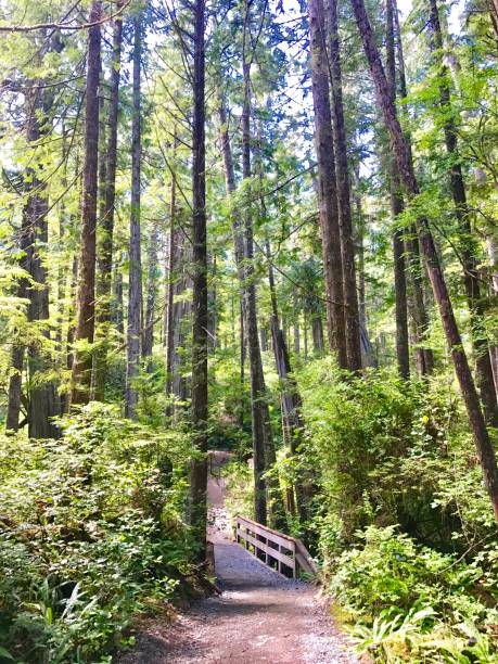 istock Tofino Hiking Trails 1132161685
