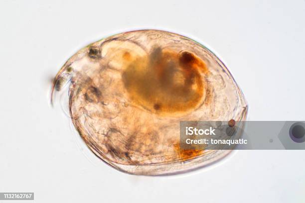 Water Fly Microscope Water Flea Under Microscope View For Education Stock Photo - Download ...