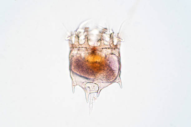 istock The rotifer (Rotifera, commonly called wheel animals) under the microscopic view for education. 1132162770