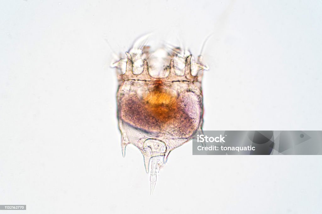 The rotifer (Rotifera, commonly called wheel animals) under the microscopic view for education. Rotifer Stock Photo