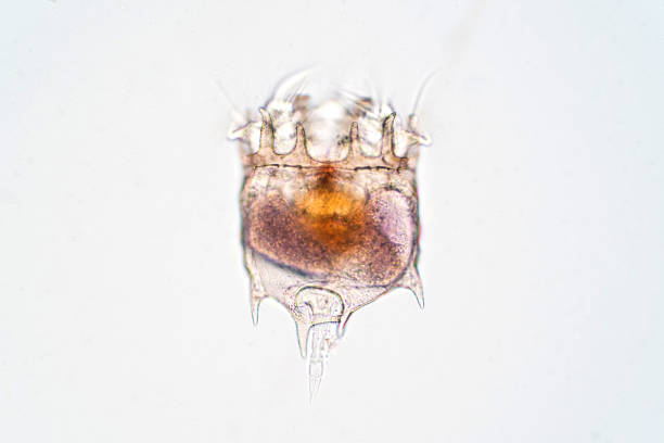 The rotifer (Rotifera, commonly called wheel animals) under the microscopic view for education. The rotifer (Rotifera, commonly called wheel animals) under the microscopic view for education. rotifera stock pictures, royalty-free photos & images
