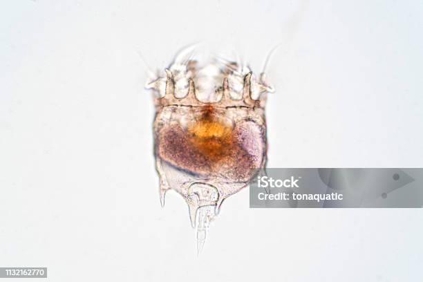 The Rotifer Under The Microscopic View For Education Stock Photo - Download Image Now