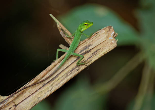 istock Green crested lizard (Bronchocela cristatella), Kaeng Krachan National Park, Thailand. 1132162839