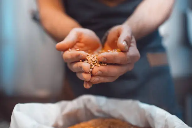 Photo of Malt in the hands of the brewer close-up. Holds grain in the palms of your hands