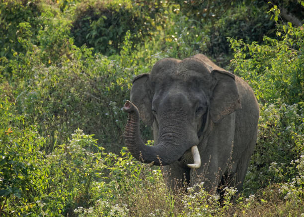 istock Asian elephant (Elephas maximus indicus), Kui Buri National Park, Thailand. 1132164404