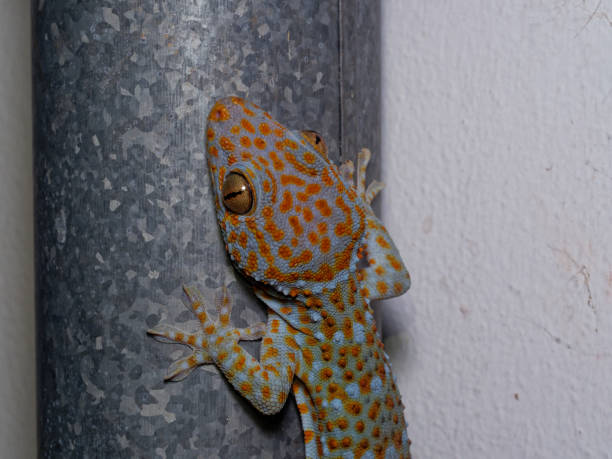 istock Tokay gecko (Gekko gecko), Phetchaburi, Thailand. 1132166248