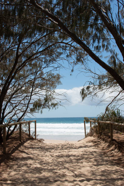 istock walk through tree tunnel to get the beach sunny summer day 1132166404