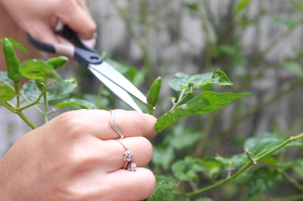 istock Harvest fresh chilli from the trees at the garden 1132166418