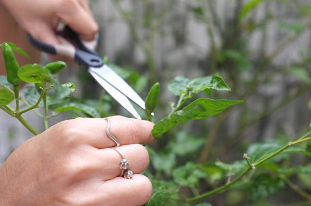 istock Harvest fresh chilli from the trees at the garden 1132166488