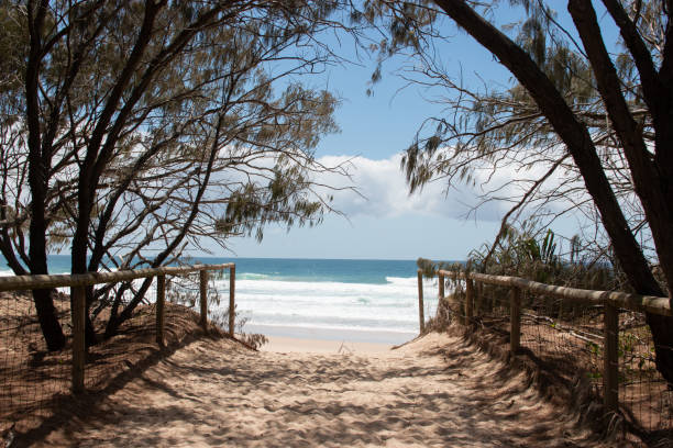 istock walk through tree tunnel to get the beach sunny summer day 1132166505