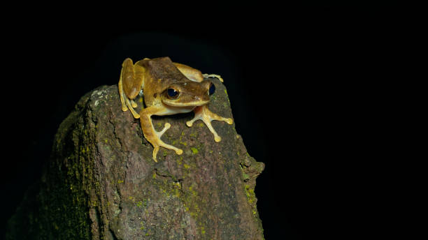 istock Copper-cheeked frog (Hylarana labialis), Khao Sok National Park, Thailand. 1132167205