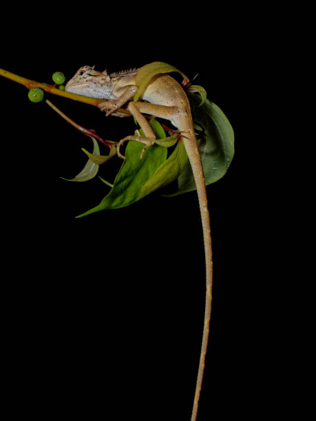 istock Emma Gray's forest lizard (Calotes emma), Khao Sok National Park, Thailand. 1132167363