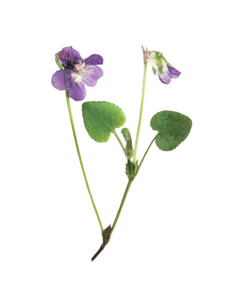 istock Pressed and dried flowers violets, isolated 1132169011