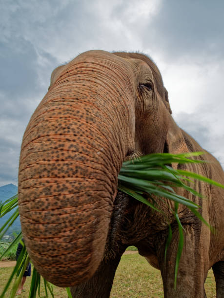 istock Asian elephant (Elephas maximus indicus), Happy Elephant Home, Chiang Mai, Thailand. 1132169921