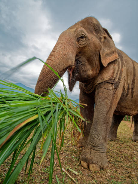 istock Asian elephant (Elephas maximus indicus), Happy Elephant Home, Chiang Mai, Thailand. 1132169957