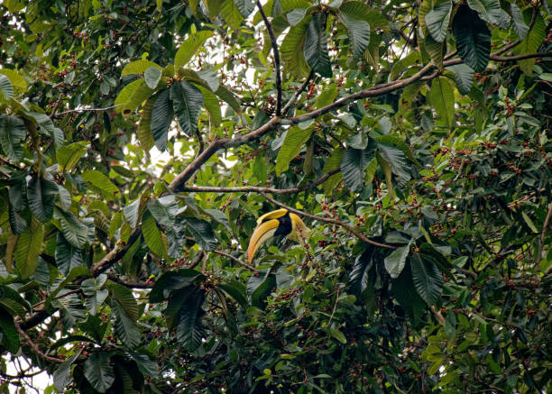 istock Great hornbill (Buceros bicornis), Khao Sok National Park, Thailand. 1132170812