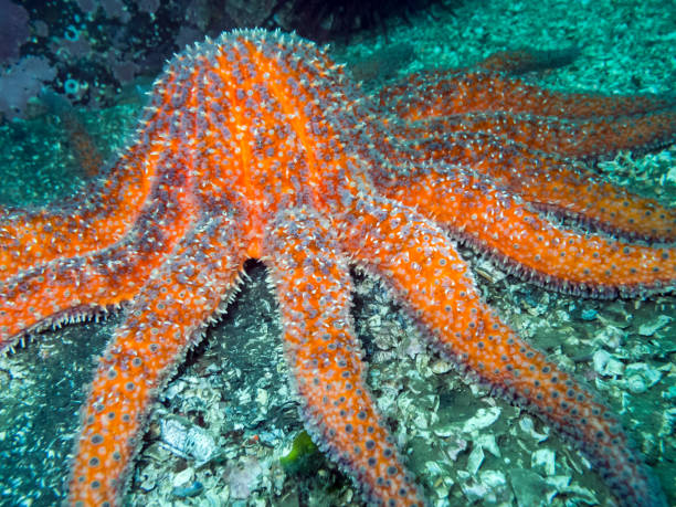 Sunflower Star (Pycnopodia helianthoides) One of British Columbia's largest starfish photographed while diving around the southern Gulf Islands. sunflower star stock pictures, royalty-free photos & images