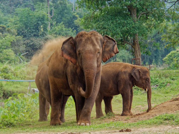 istock Asian elephant (Elephas maximus indicus), Happy Elephant Home, Chiang Mai, Thailand. 1132172941