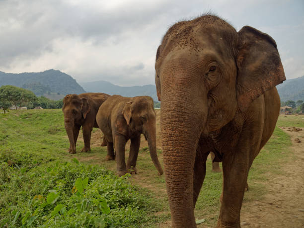 istock Asian elephant (Elephas maximus indicus), Happy Elephant Home, Chiang Mai, Thailand. 1132172966