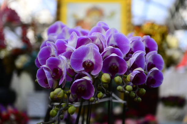 The orchid in full bloom