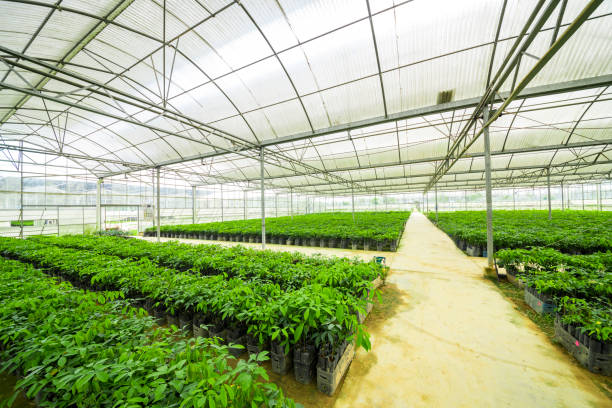 istock Rubber tree nursery greenhouses 1132174531