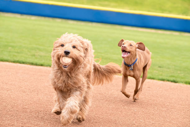 Two Dogs Playing Ball stock photo