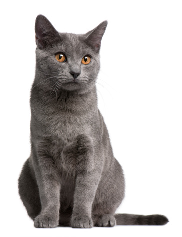 European short haired cat in front of a white background