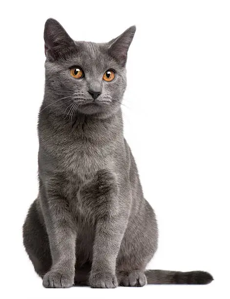 Photo of Front view of Chartreux kitten, 5 months old, white background.