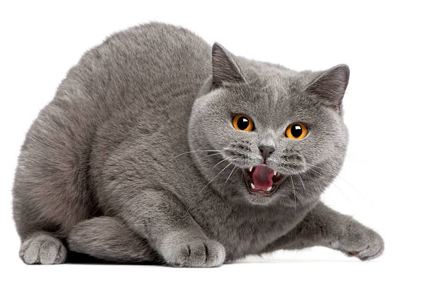 istock British Shorthair kitten hissing, 2 years old, white background. 113217626
