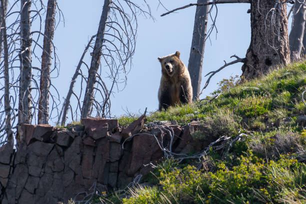 istock Grizzly bear checking her surroundings 1132178765