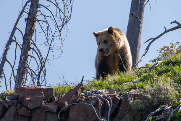 istock Grizzly bear checking her surroundings 1132179443