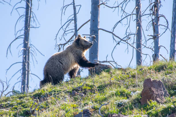 istock Grizzly bear checking her surroundings 1132179558