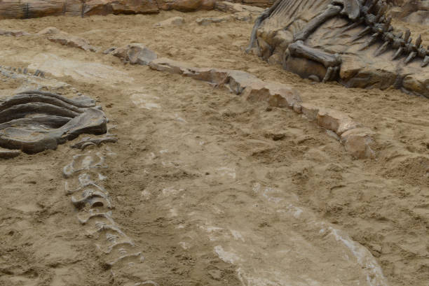 istock Dinosaur fossils simulated in the sand 1132179670