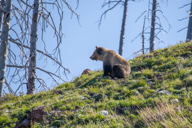 istock Grizzly bear checking her surroundings 1132180232