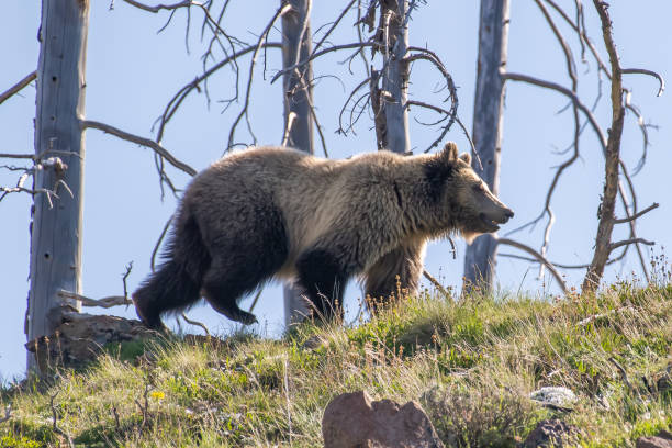 istock Grizzly bear checking her surroundings 1132180548