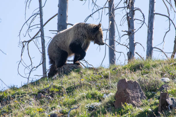 istock Grizzly bear checking her surroundings 1132181379