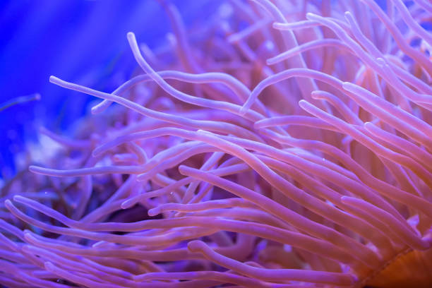 istock Beautiful sea flower in underwater world with corals and fish. 1132181663
