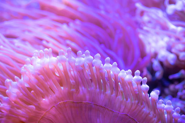 istock Beautiful sea flower in underwater world with corals and fish. 1132181708