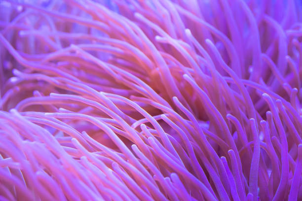 istock Beautiful sea flower in underwater world with corals and fish. 1132181732