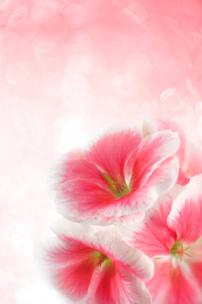 Daisy flowers with red, pink, white, yellow and bi-color colors.